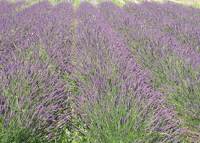 Ferienhaus Domaine D'elusa *